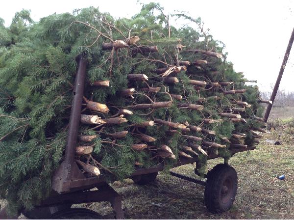 Сколько стоит перевозка елок(сосен) из Саратова в Губкина