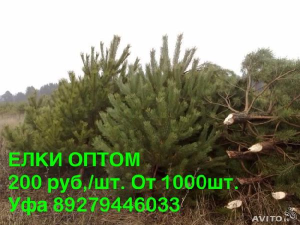 Доставка елок пихты сосны сборный груз 1000 деревьев в сетк из Уфы в Лабинска