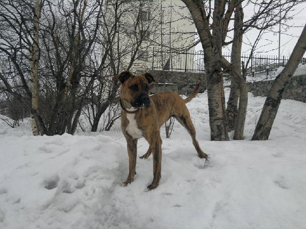 Транспортировка собак из Мурманска в Димитровграда
