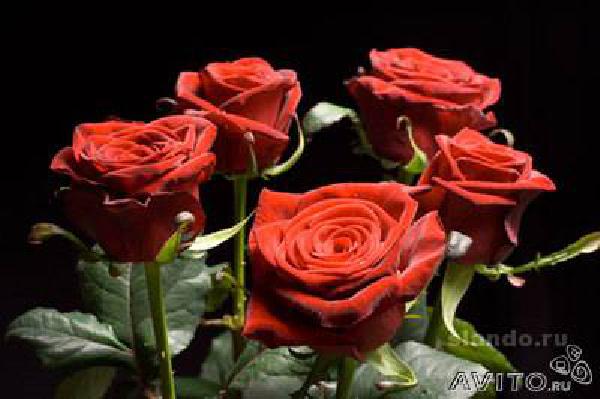 Перевезти колумбийские розы из Самары в Балаково