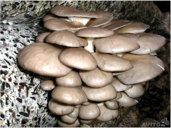 Перевезти семена грибов почтой из Тюмени в Когалыма