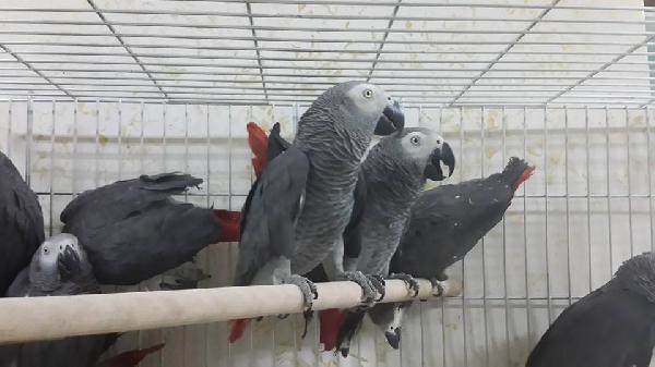 Перевозка птиц из Украина, Одесса в Азербайджан, Баку
