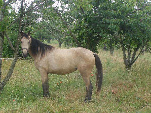 Доставка 1 лошади из Симферополя в Кандалакшу