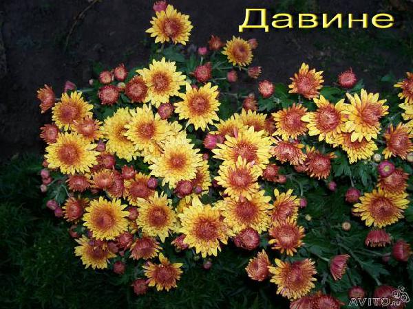 Доставка хризантемы садовые для сибири из Новосибирска в Пос врангель  приморский край