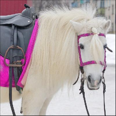 Отвезти лошадь недорого по Ульяновску