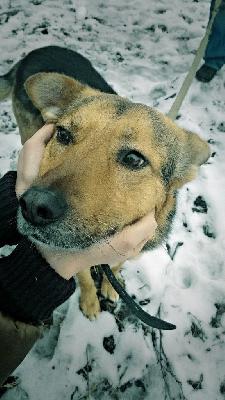 Сколько стоит перевезти собак недорого из Санкт-Петербурга в Воронеж
