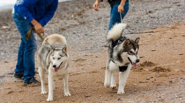 Сколько стоит доставка 3 собак - маламута, хаски, Московской Сторожевой недорого из Симферополя в Краснодар