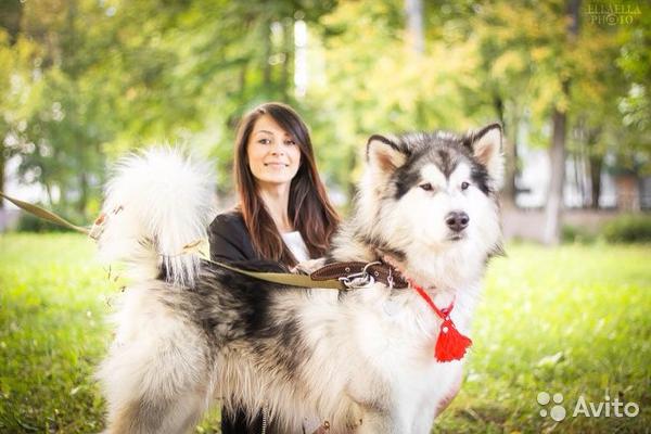 Перевозка собаки  дешево из Стерлитамака в Санкт-Петербург