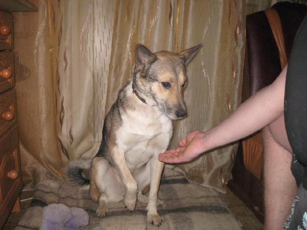 Доставка собак две из Апатитов в Петрозаводск