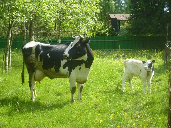 Прицеп для перевозки крупного рогатого скота из Санкт-Петербурга в Красногорска
