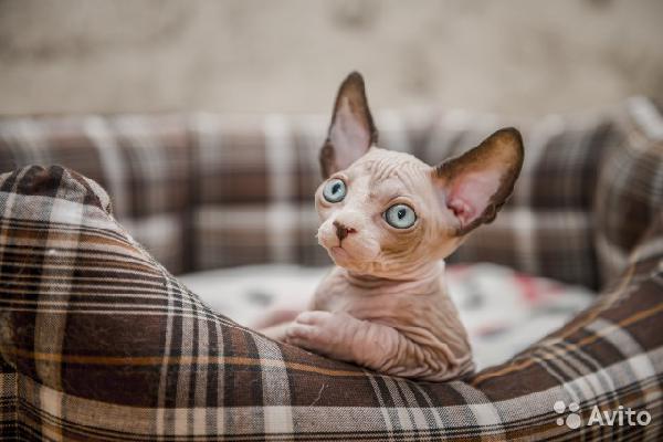 Перевезти котенка : сфинкса недорого из Вологды в Санкт-Петербург