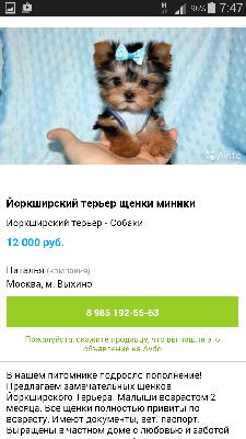Транспортировка собак из Москвы в Сургут