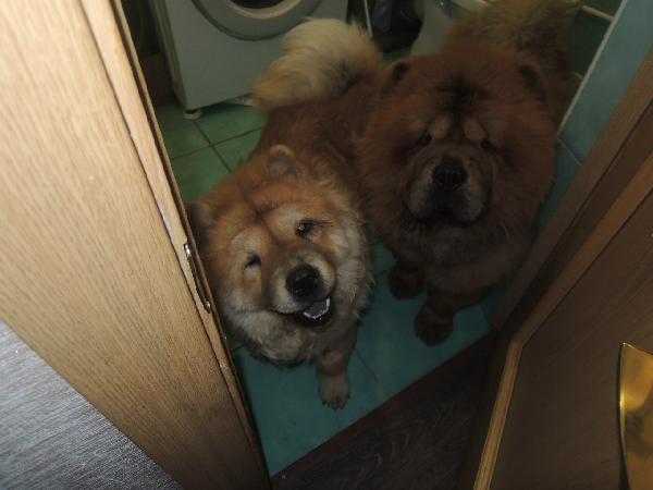 Доставка чау-чау, 2 собаки. недорого из Улан-Удэ в Тольятти