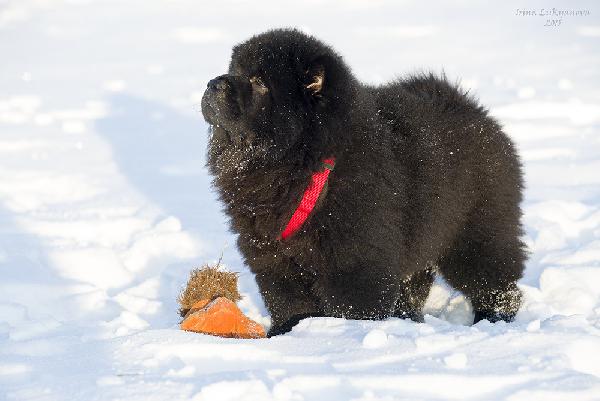 Перевезти собак - 1 щенка чау-чау, возраст 3, 5 месяца дешево из Пензы в Москву