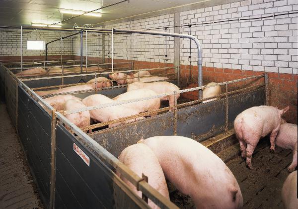Сколько стоит отвезти 32 свиней недорого из Талдома в Тарусу