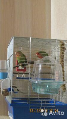 Сколько стоит перевозка клетки с попугаями, небольшая. недорого из Санкт-Петербурга в Пскова