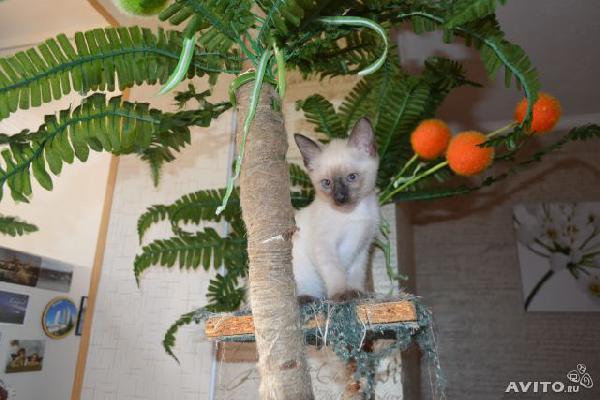 Перевозка котенка одного 4 месяца тайской пород из Краснодара в Крым г.феодосия