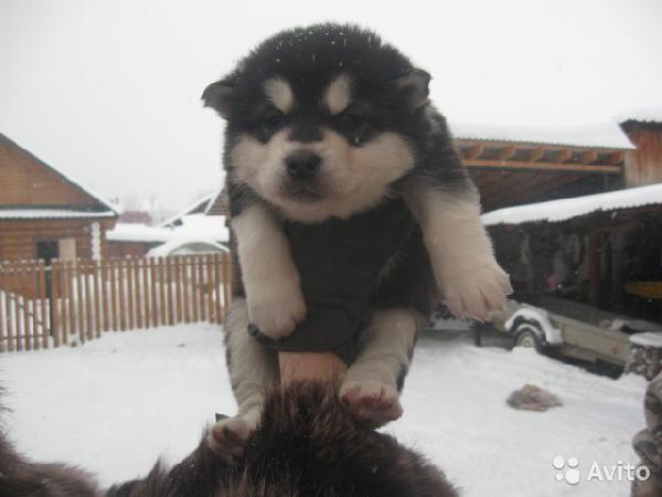 Транспортировать собаку , щенка маламута из Екатеринбурга в Тюмень