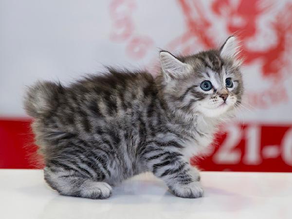 Отвезти котенка 3 месяца породу курильский бобтейл недорого из Омска в Краснодар