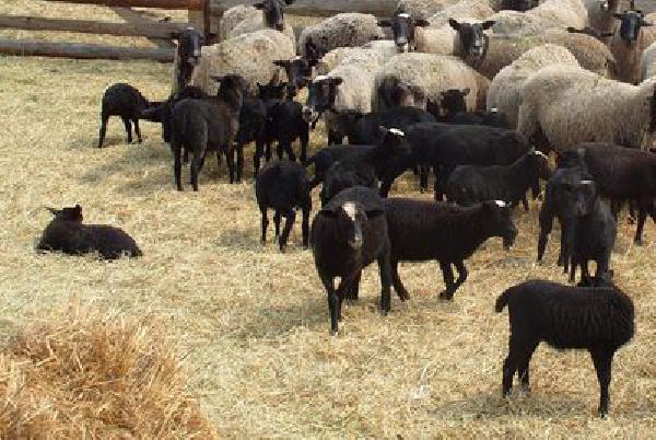 Аренда скотовоза для племянное овец из Россия, Калуга в Киргизия, Ош