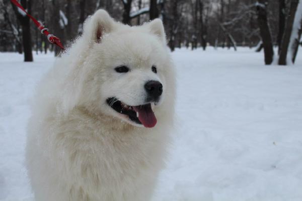 Сколько стоит доставка 1 собаки  недорого из Россия, Санкт-Петербург в Украина, Киев