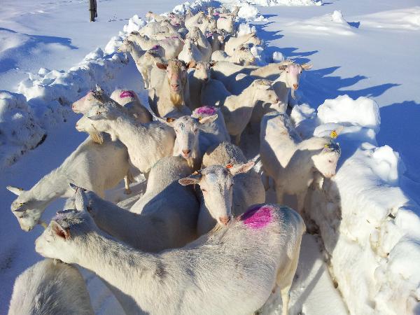 Сколько стоит перевозка коз 41 головы недорого из Сернурского района в Хохольский район