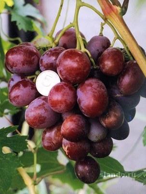 Доставка саженцы винограда из Лебедяни в Снт санаторного