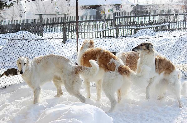 Услуга по транспортировке собак из Белогорска в Брянск