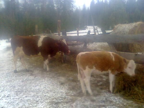 Услуги по доставке коровы из Усть-Илимска в Иркутскую область (Чунскую р-н)