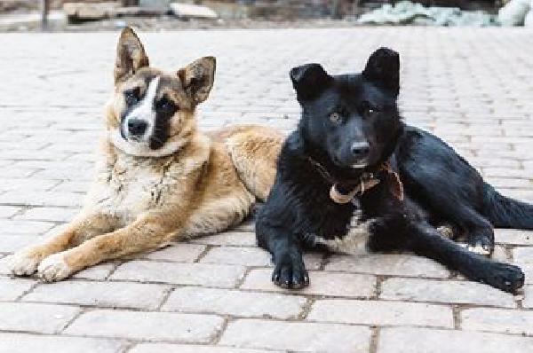 Перевезти 2х собак из Москвы на Украину из Россия, деревня Дудкино в Украина, Томашполь