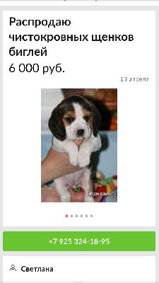 Сколько стоит доставка щенка недорого из Москвы в Чебоксары