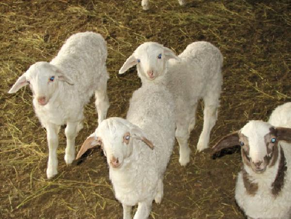 Перевозка овцы 100 голов из Улан-удэ в Якутск