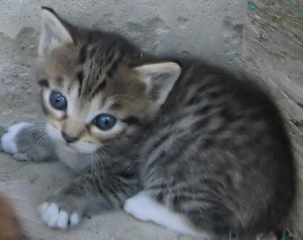 Доставка котенок, кошки из Чехова в Усть-илимск