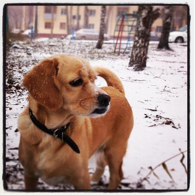 Доставка собак из Новосибирска в Москву
