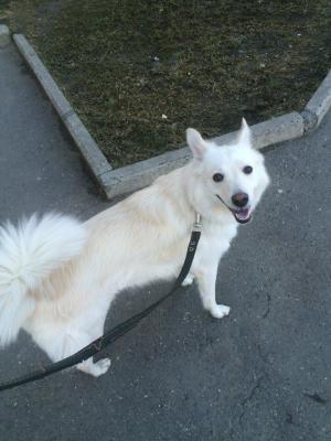 Отвезти собаку  из Вологды в Челябинск
