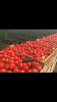 Перевезти помидоры из Быкова в Долгопрудный
