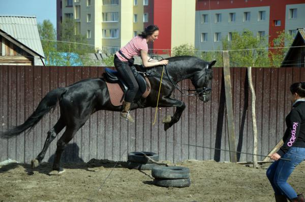 Доставить лошадь дешево из Мурманска в Красноярск