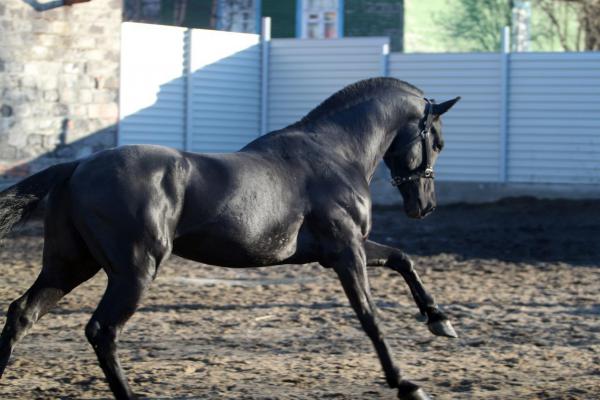 Сколько стоит перевезти лошадь недорого из Мурманска в Красноярск