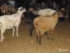 Сколько стоит доставка овец недорого из Махачкалы в Ершова