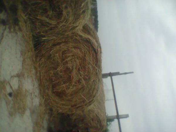 Перевезти на газели сено из деревни Тимохиной в Раменское