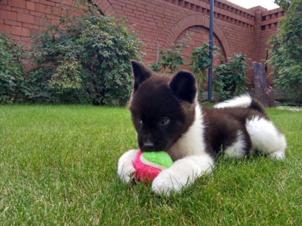 Сколько стоит доставка щенка недорого из Челябинска в Йошкар-Олу
