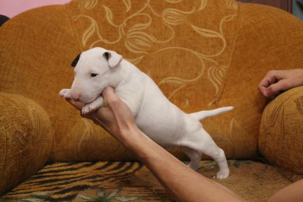 Перевезти щенка бультерьера вес 2 кг. возраст 2 месяца. недорого из Белоруссия, Гомель в Россия, Чехов