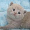 Сколько стоит перевезти котенка недорого из Лесозаводска в Комсомольск-на-Амуре