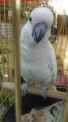 Сколько стоит доставить клетку С попугаем недорого из Томска в Уфу