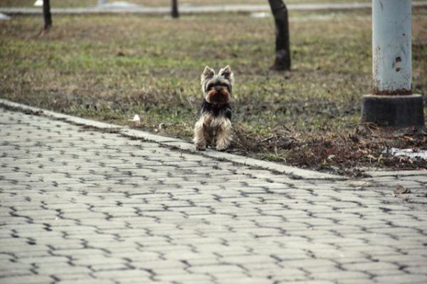 Транспортировать маленькую собачку породы « миней йорк» из Междуреченска в Москву