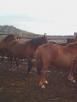 Сколько стоит перевозка лошадей недорого из Россия, Беш-Озекское в Казахстан, Актобе