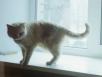 Сколько стоит доставить кота недорого из Санкт-Петербурга в Самару