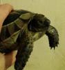 Доставка небольшой черепахи недорого из Сочи в Москву