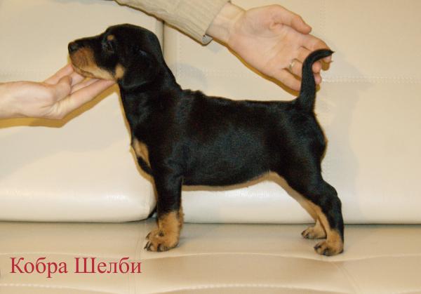 Транспортировка щенка мелкой пород из Санкт-Петербурга в Махачкалу