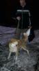 Доставка собаки  из Тюмени в Ноябрьск